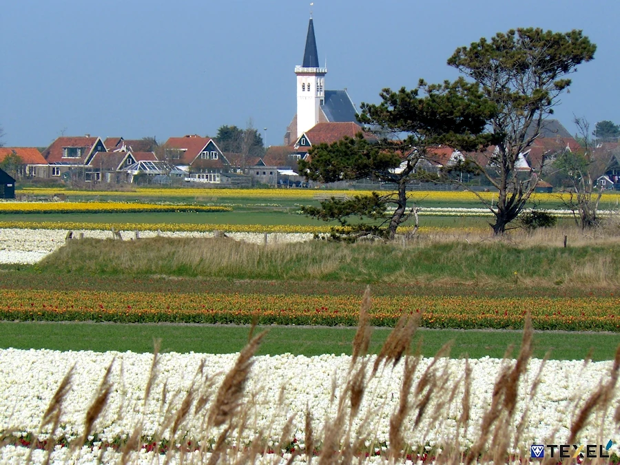 Texels dorp tussen kleurrijke bollenvelden