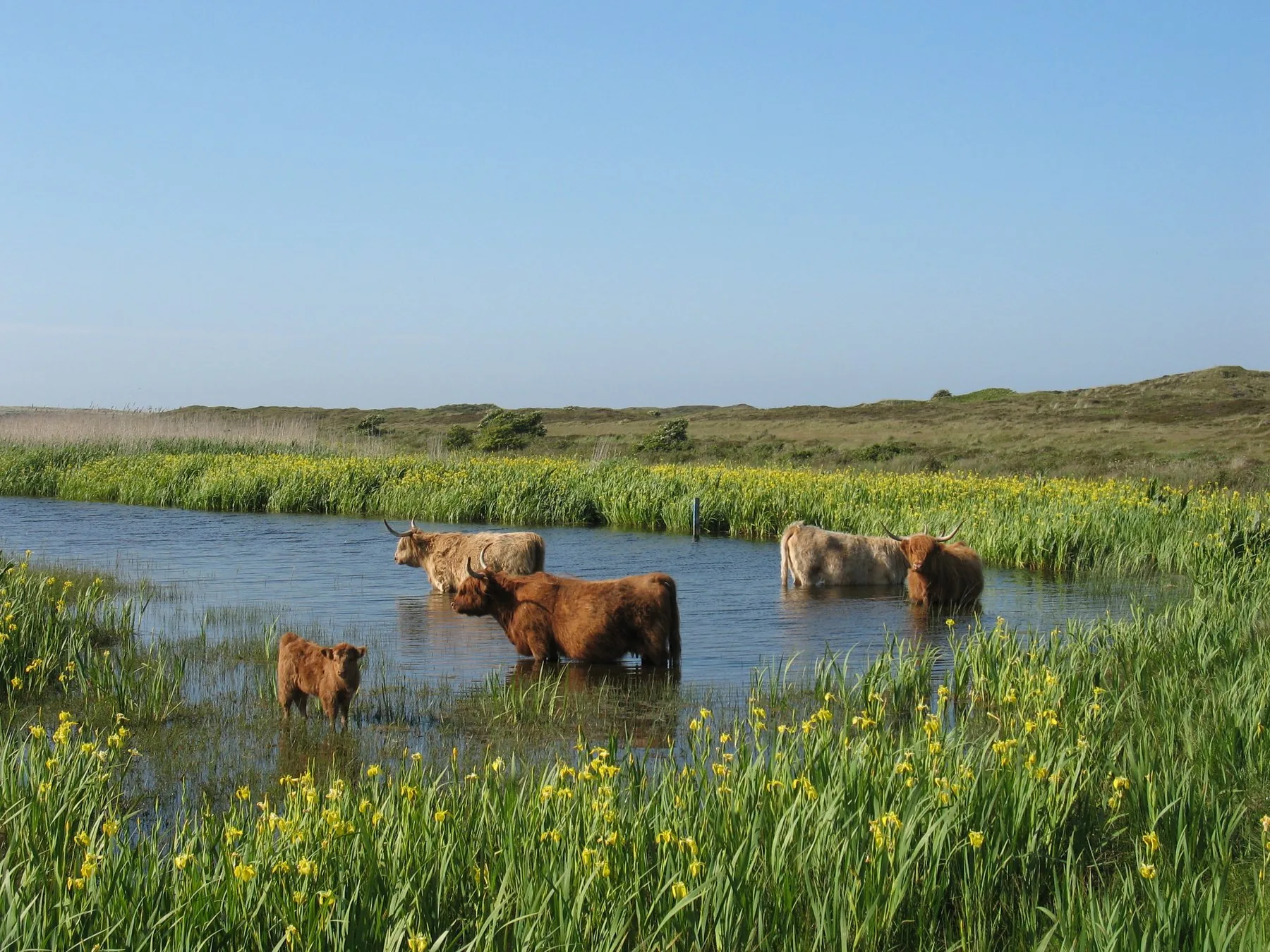 Schotse hooglanders in een Texels natuurgebied